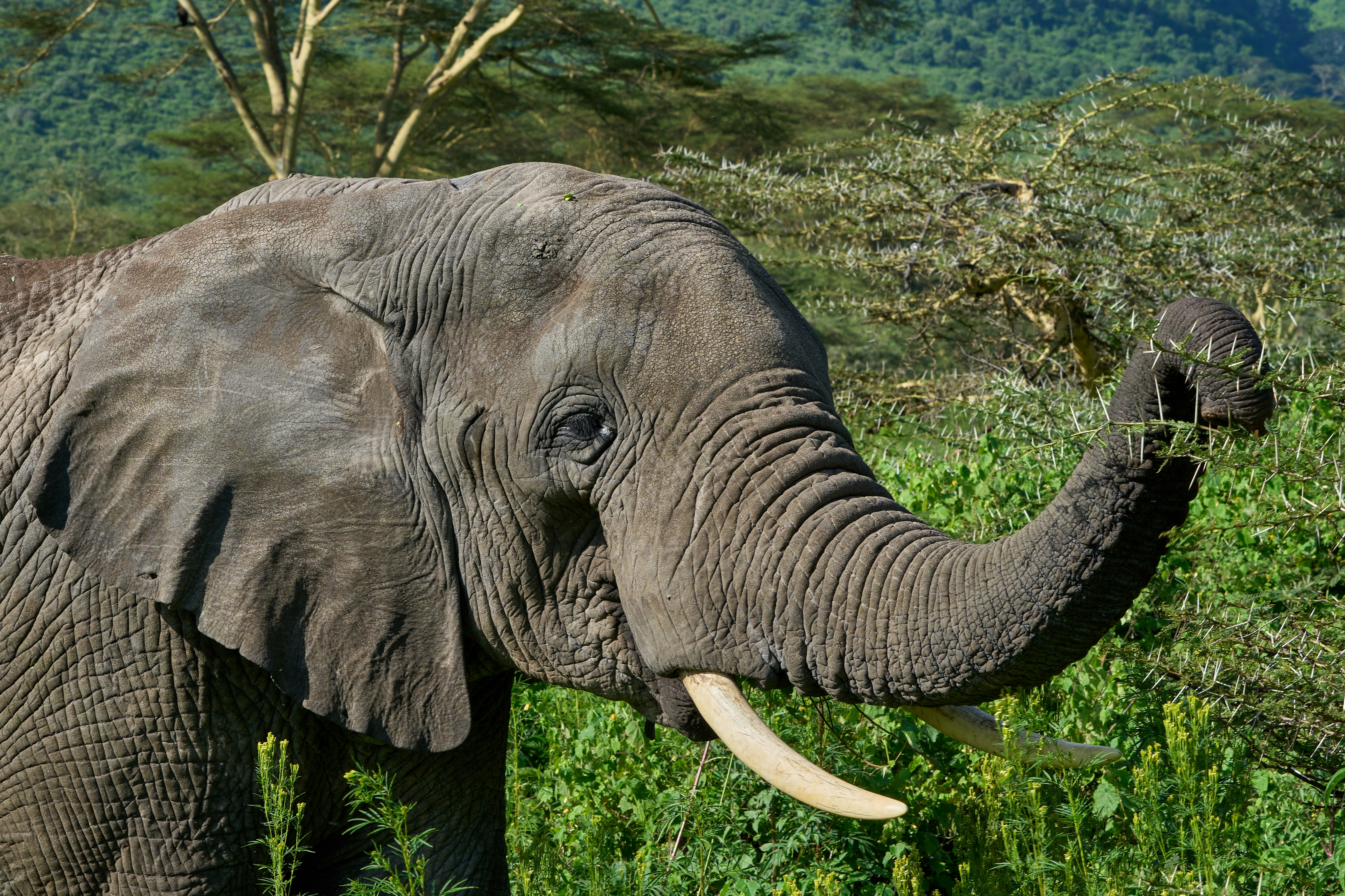Arusha National Park