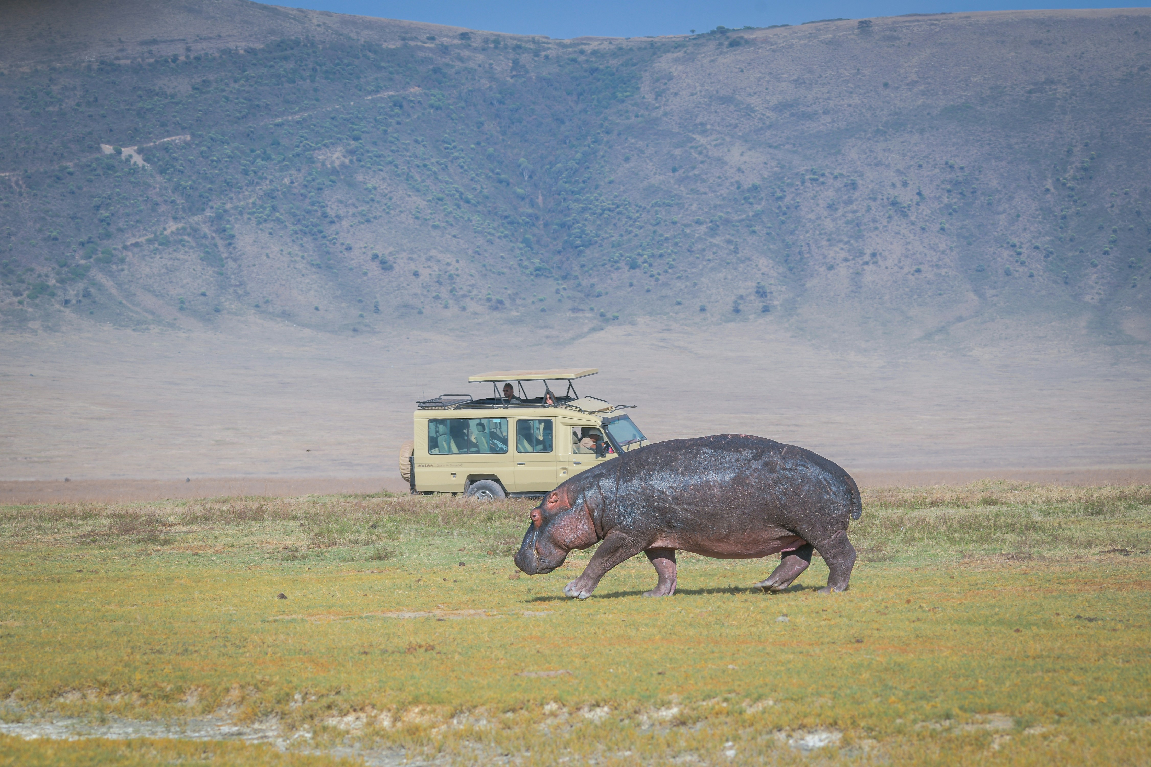 Ngorongoro