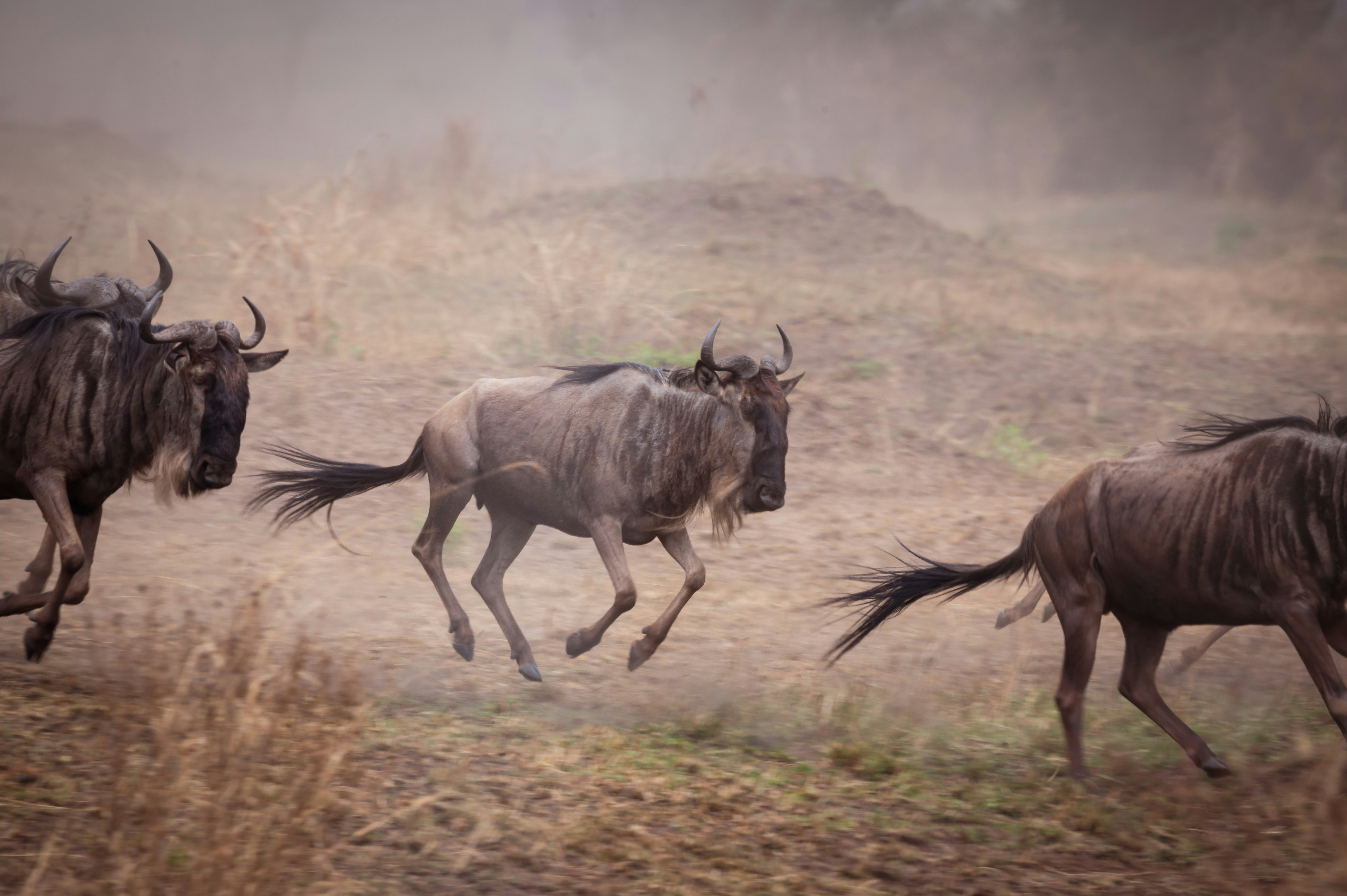 6-Day Tarangire, Serengeti & Ngorongoro Safari