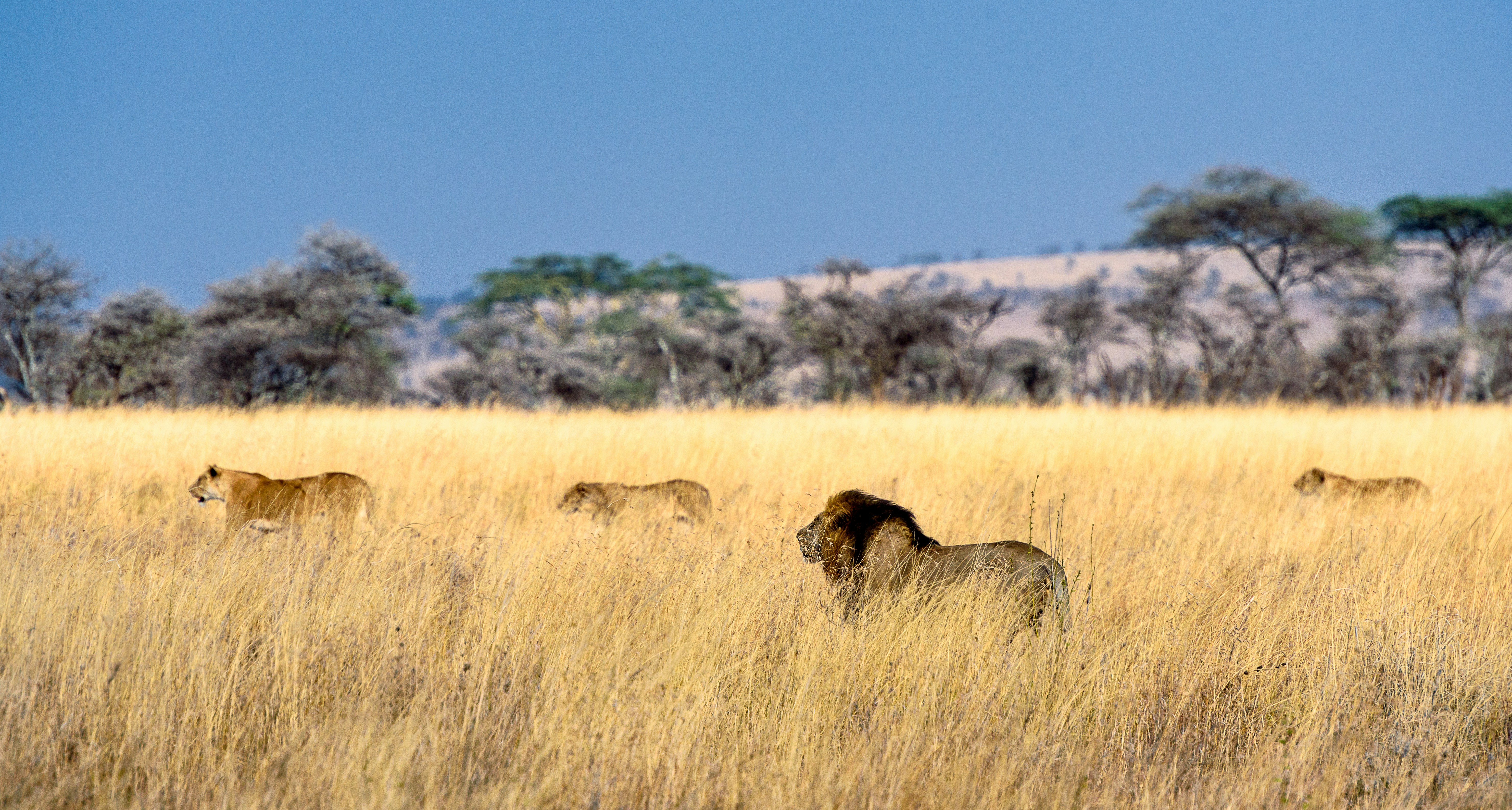 4-Day Serengeti (Ndutu) & Ngorongoro