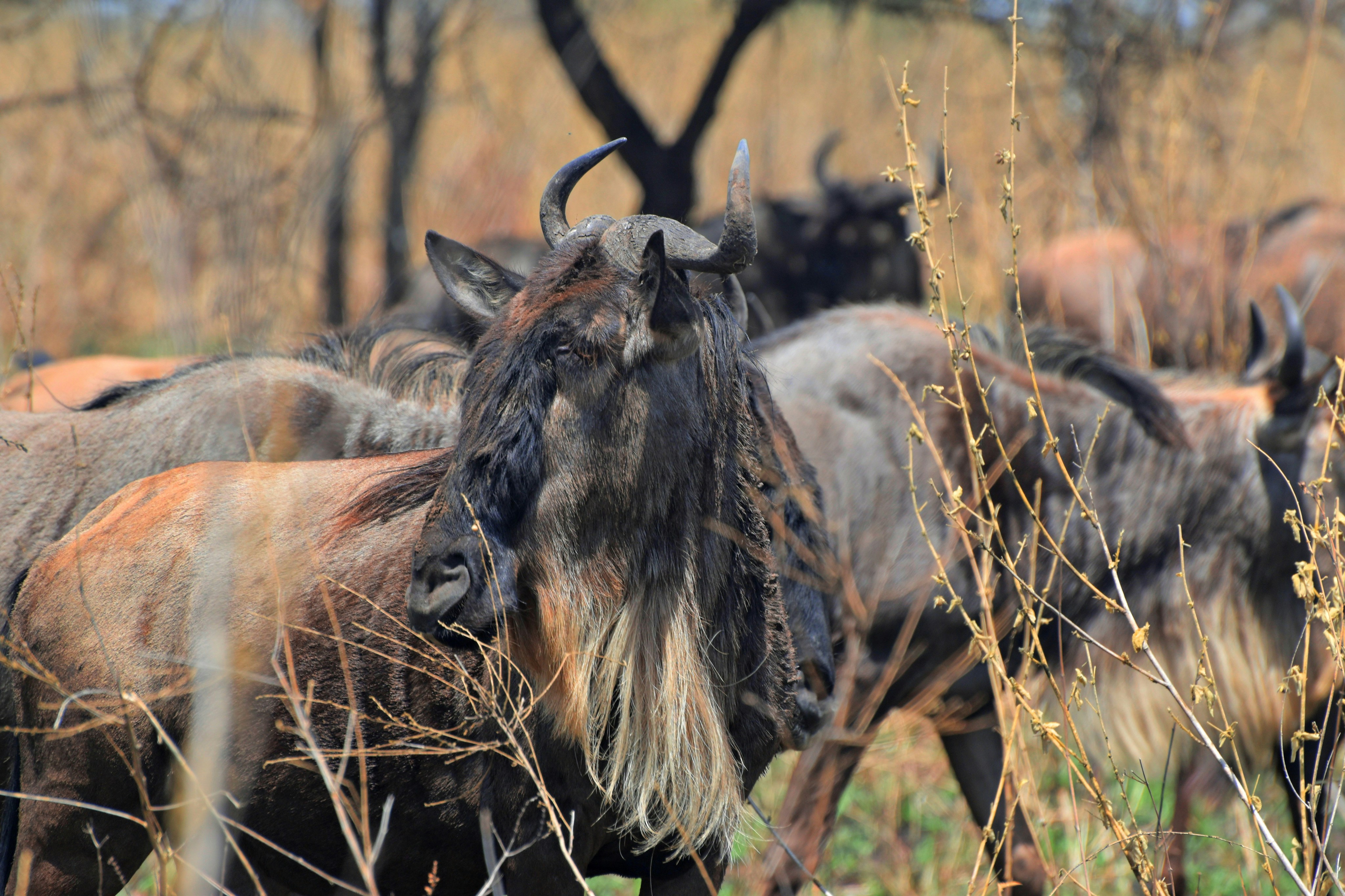 Serengeti, Tarangire & Ngorongoro 