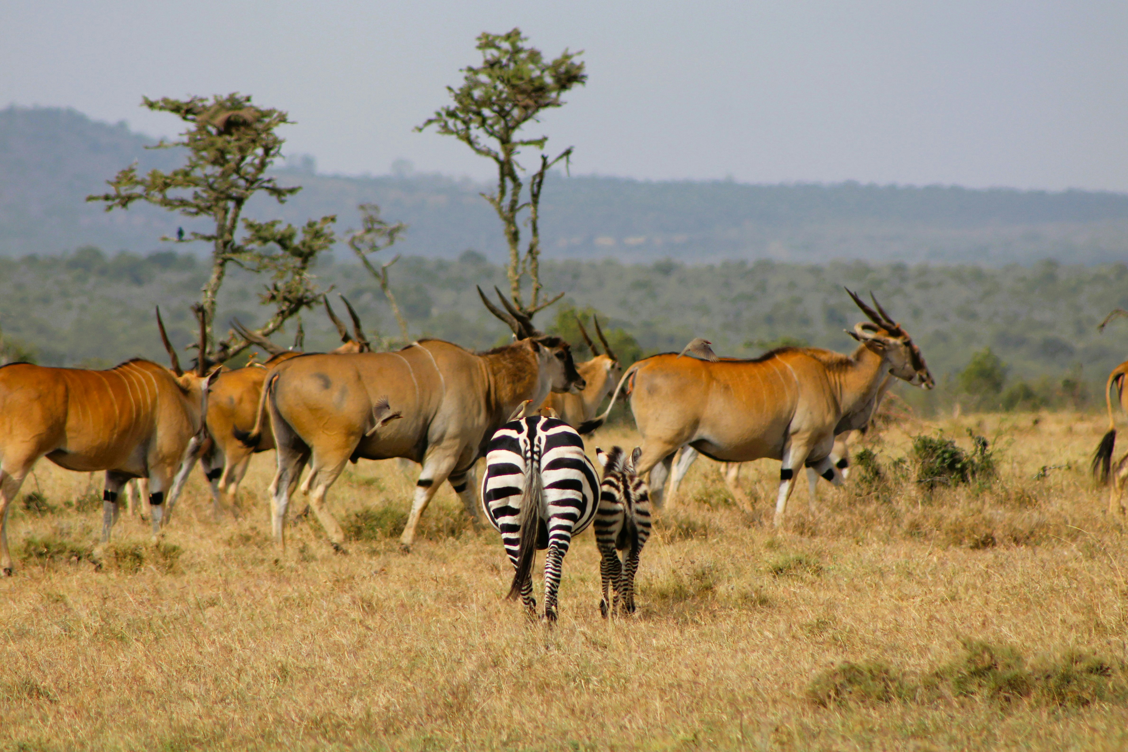 Seronera Wildlife