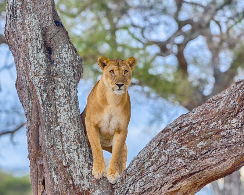 Tarangire National Park Day Trip