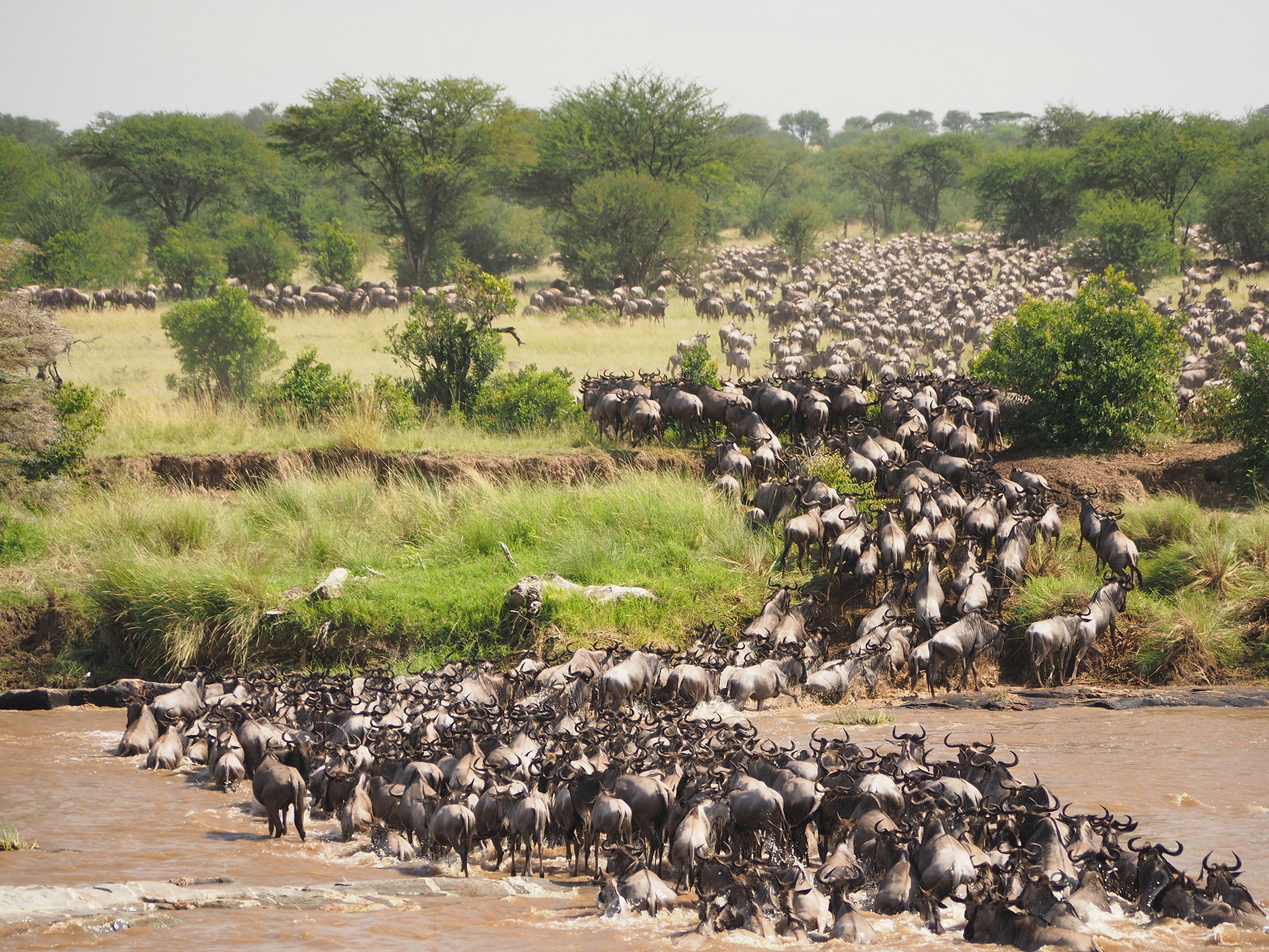 8-Day Serengeti, Tarangire & Ngorongoro